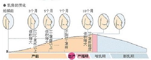 胎儿在母体内的生活,胎儿在母体里一天最多能长多少