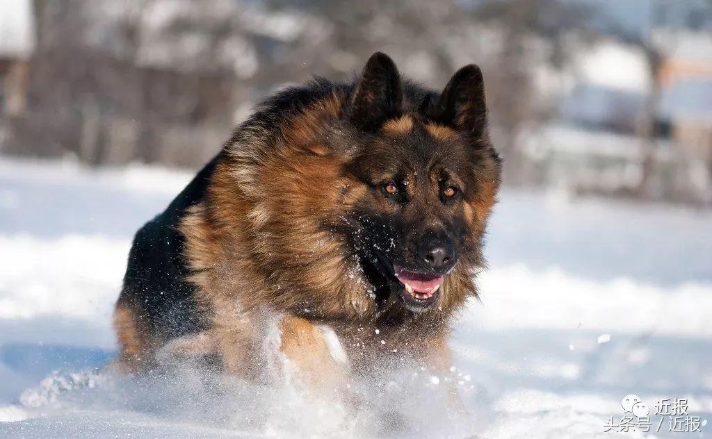 你没见过的萌宠,你没见过的宠物