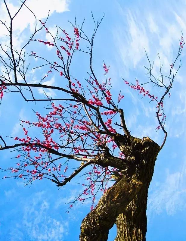 这座浙东港城坐拥最迷人的港湾，早春梅香扑鼻而至，自驾2.5h即达！