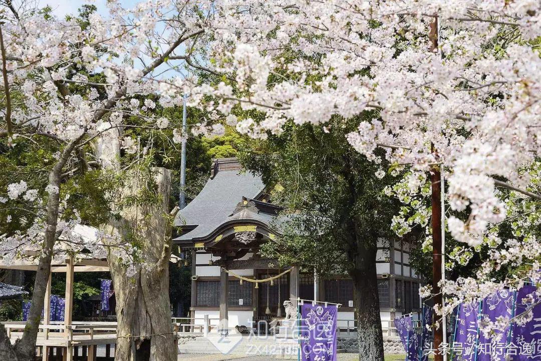 草莓补给，初春十里茶园为赛道，来挂川喝茶跑马！