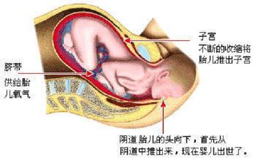 胎儿在母体内的生活,胎儿在母体里一天最多能长多少