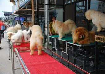 拉布拉多犬购买直播,纯血统拉布拉多赛级犬白色购买