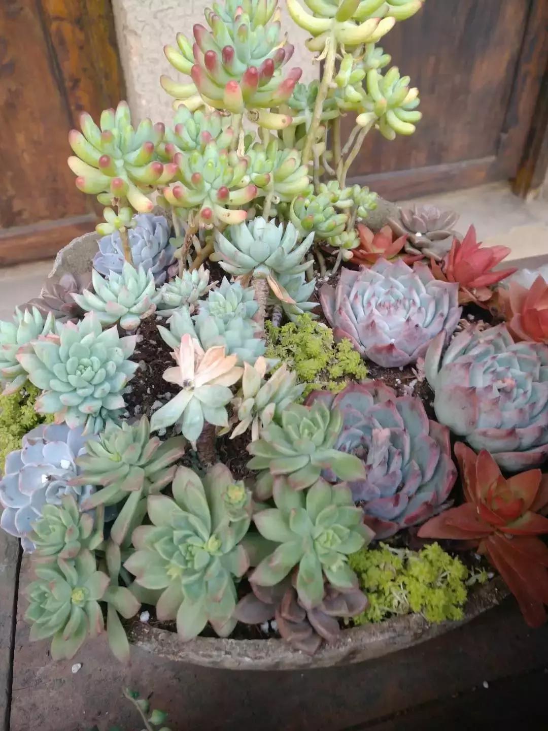 广元市柏林樱花节,广元柏林大型樱花节