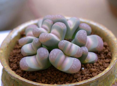 多肉生石花绿色是什么品种,多肉植物生石花干瘪软