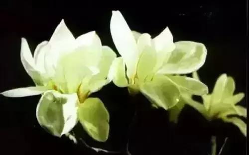 带你认识全国的省花,中国各地市花是什么