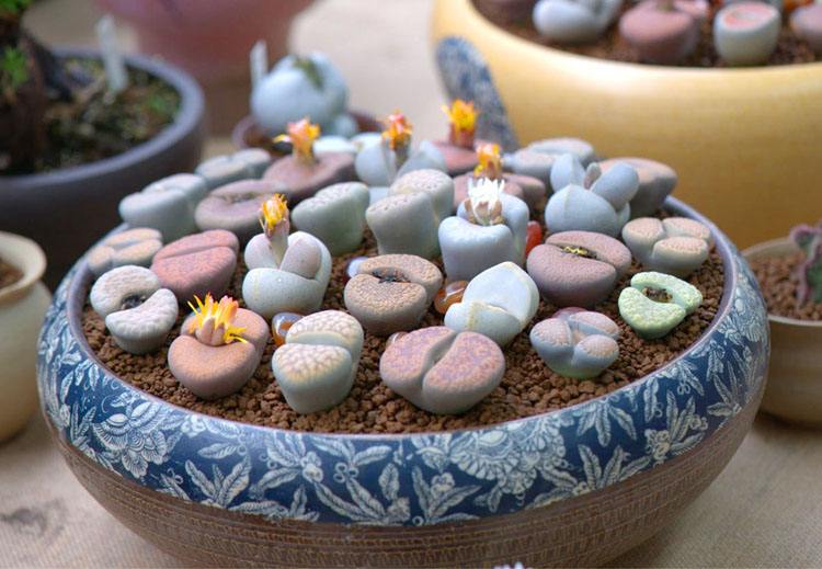 多肉生石花绿色是什么品种,多肉植物生石花干瘪软