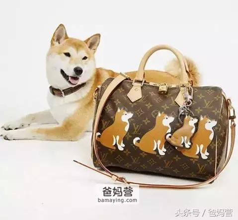 囧！LV、Gucci、Dior的狗年限量款！你们考虑过狗的感受吗？