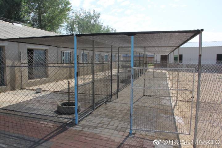 拉布拉多犬购买直播,纯血统拉布拉多赛级犬白色购买