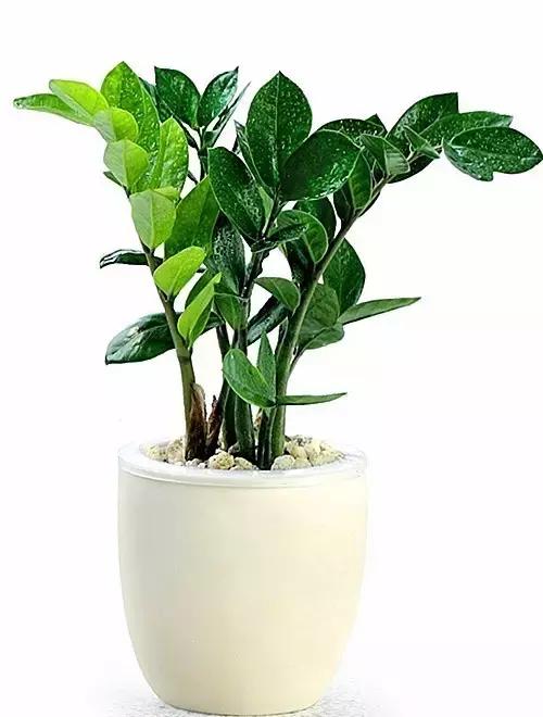 金钱树的养殖方法与技巧,金钱树的养殖方法和注意事项