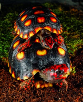 世界体型最大陆龟加拉帕戈斯象龟,世界上最长寿的陆龟物种之一象龟