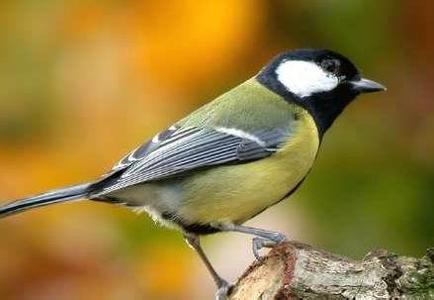 宠物鸟急救技巧,宠物鸟骨折了怎么包扎