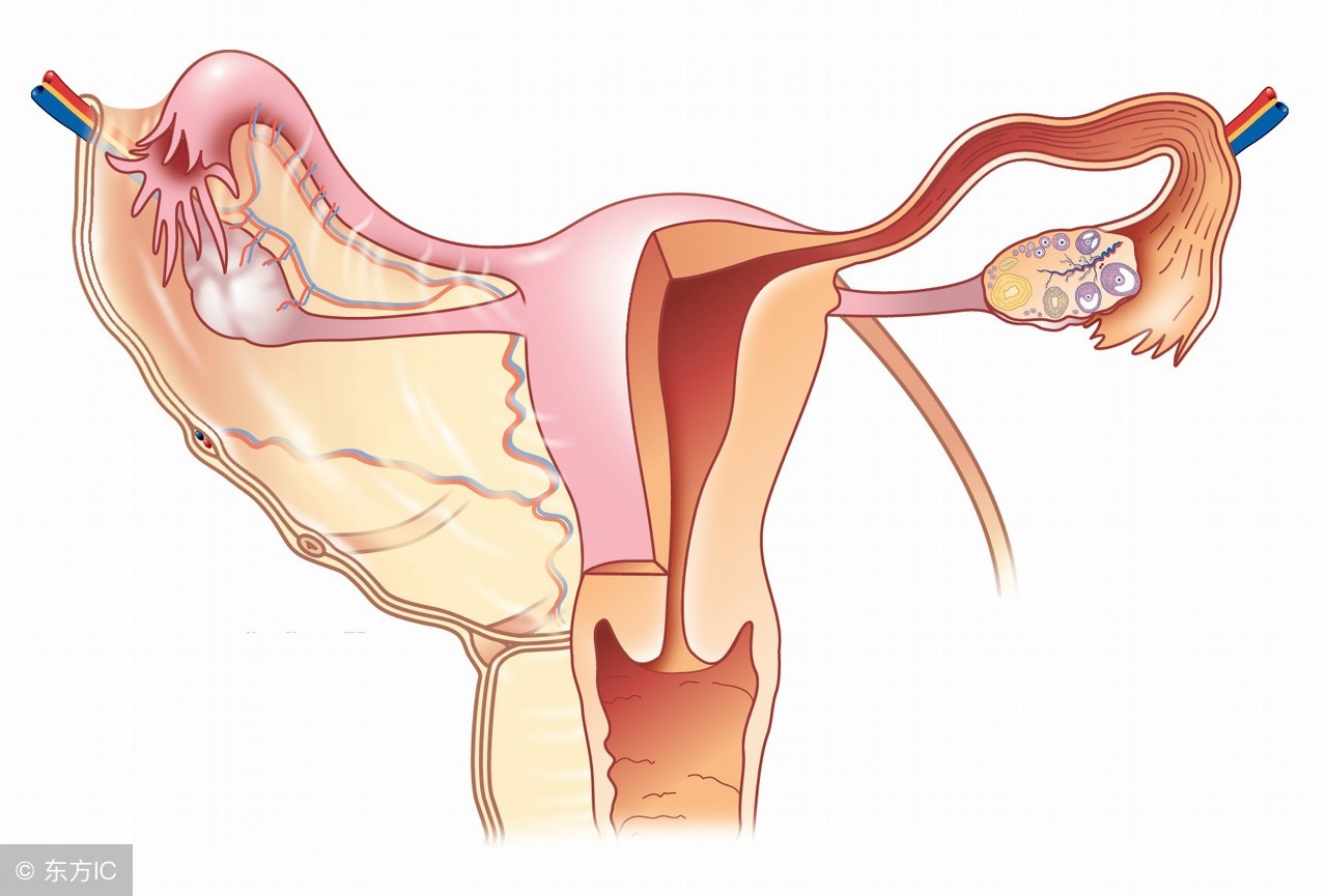 备孕困惑：有排卵为什么不怀孕