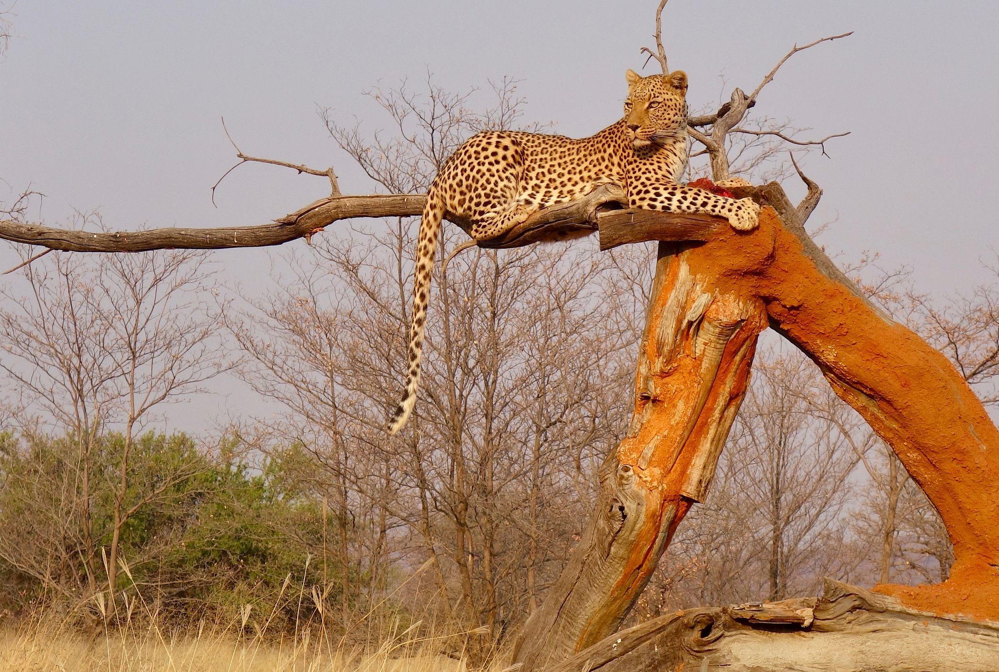 豹子在非洲的地位如何？有什么敌人或者对手吗？
