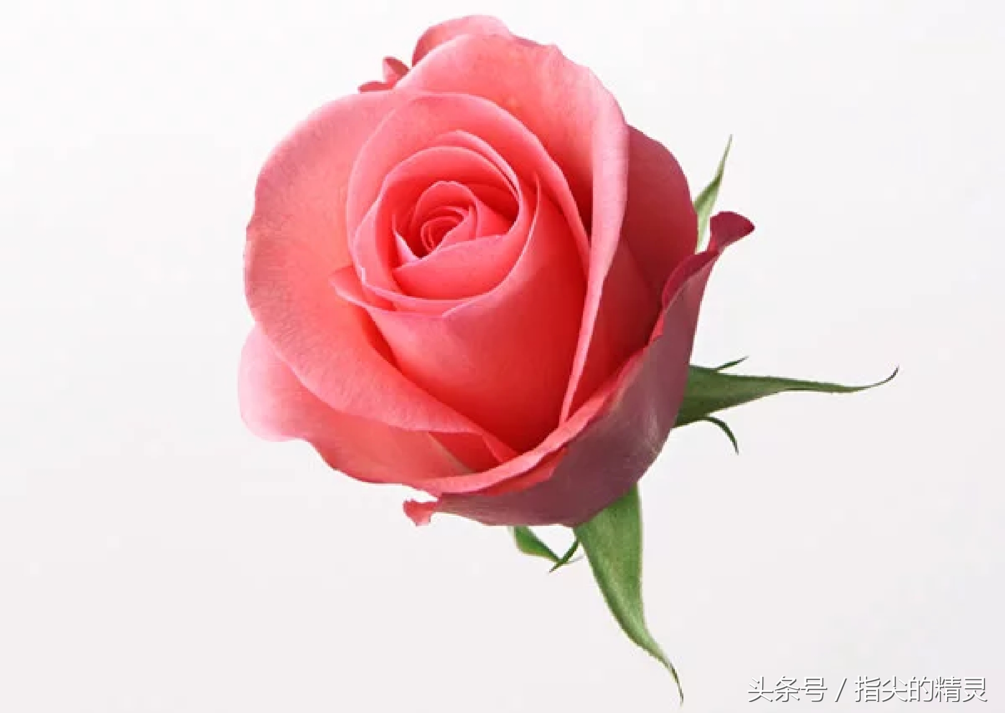 拍摄花卉组图大全,冬天拍玫瑰花图片大全