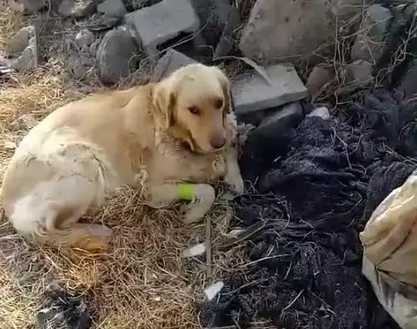 狗狗死前离开家,狗狗临死前跑走