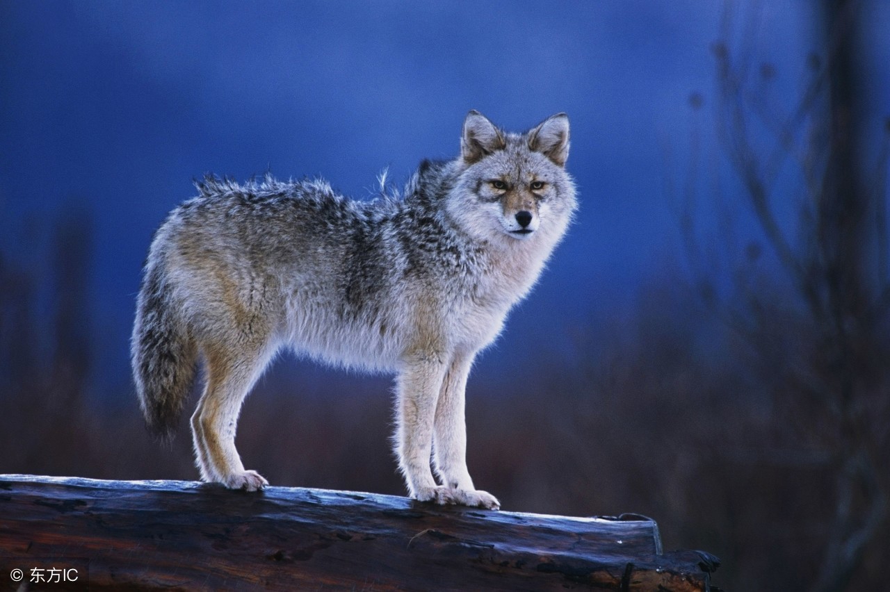 快过年了还欠一大笔钱,快过年了欠一屁股债怎么办