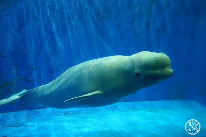 哈尔滨极地馆体验,哈尔滨极地馆之精彩瞬间