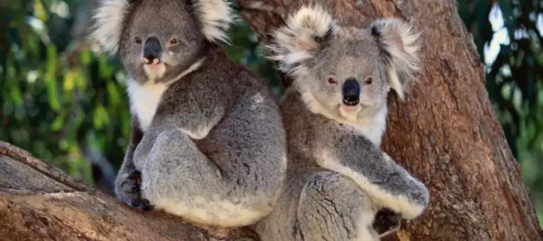 呆萌嗜睡的澳洲国宝居然是吃“屎”长大的
