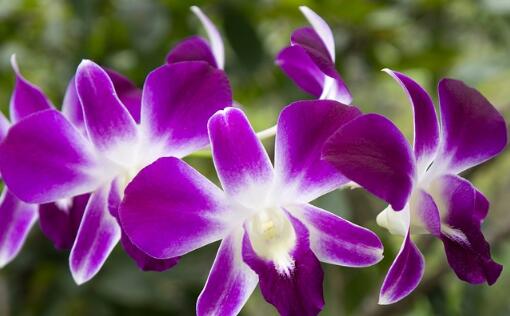 适合新手养的兰花有哪些品种图片,哪种兰花最好养最香最勤花