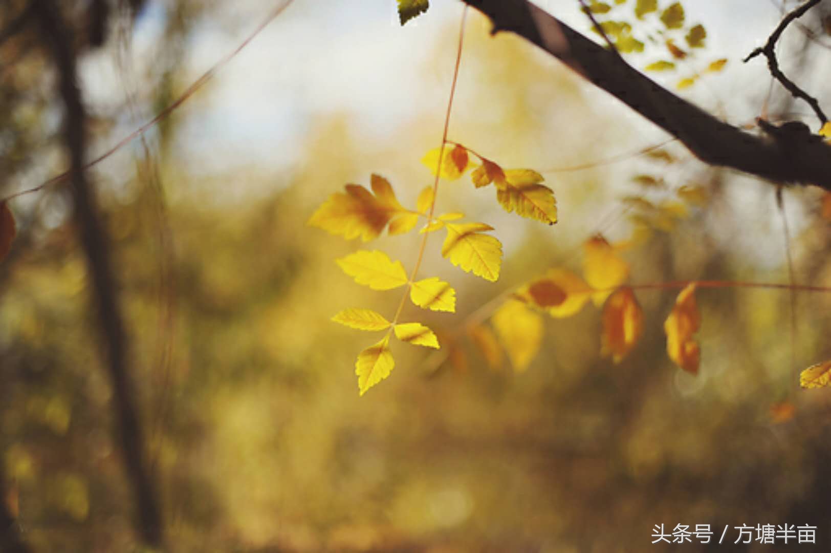 年前的祝福语简短,年前的新年祝福语怎么说