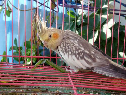 宠物鸟急救技巧,宠物鸟骨折了怎么包扎