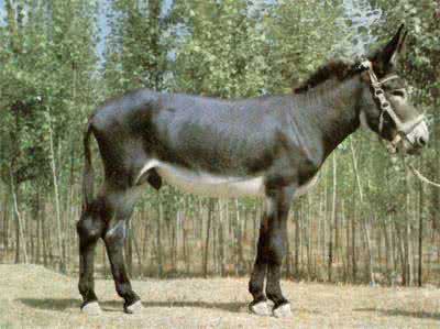 德州肉驴养殖50头肉驴的成本,科学驴的养殖办法