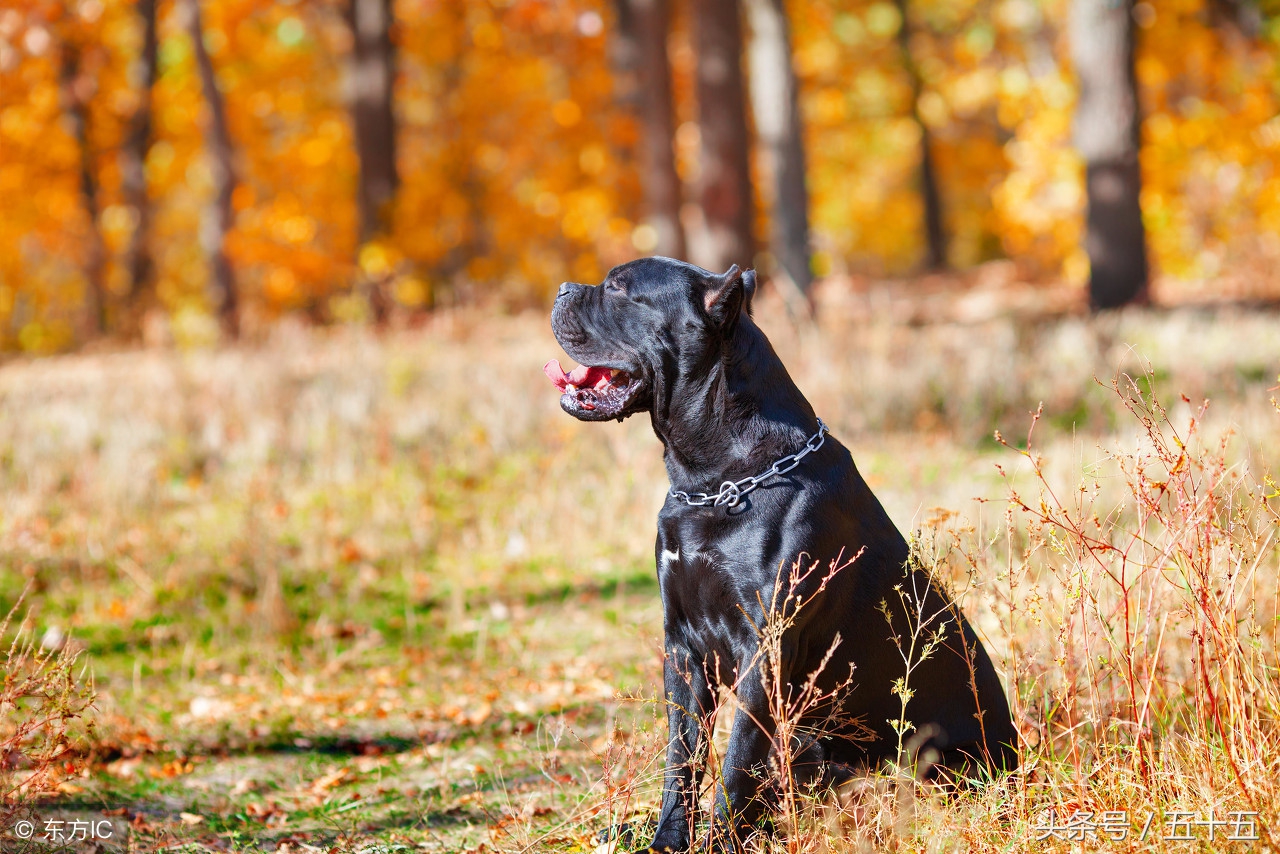 被人类羡慕的宠物,卡斯罗是什么獒犬