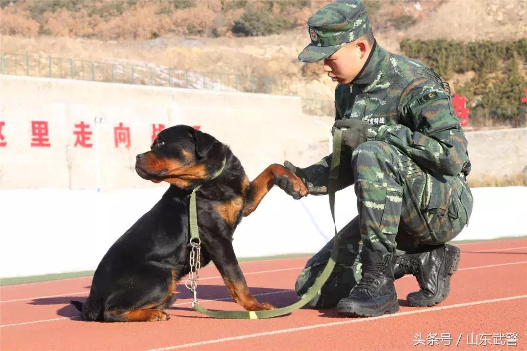 军犬来了|在两代训犬员爱的传承下,“萌犬”虎子变“猛犬”