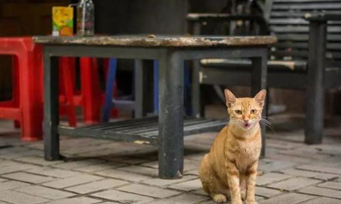 一碗牛杂能在夜市立足几十年,牛杂记忆深处的味道