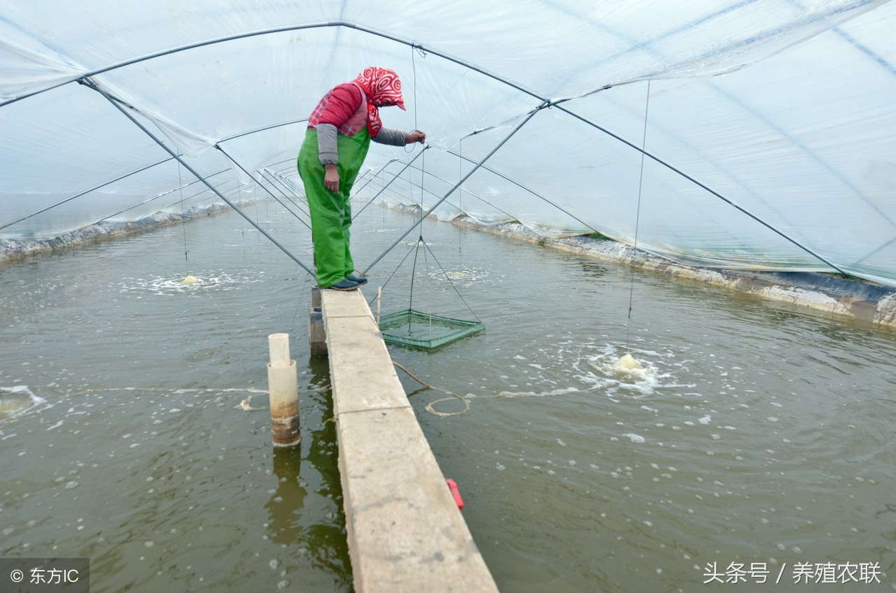 南美白对虾养殖苗期增氧机怎么开,南美白对虾养殖增氧机怎么开