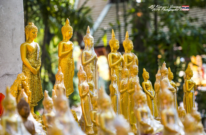 清迈佛寺之城等你采撷的泰北玫瑰,清迈环球旅行家