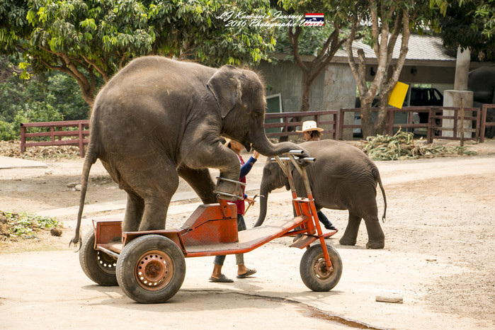 清迈佛寺之城等你采撷的泰北玫瑰,清迈环球旅行家