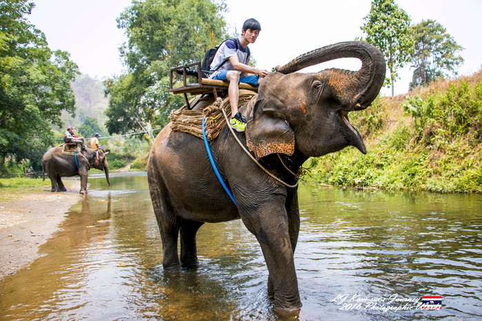 清迈佛寺之城等你采撷的泰北玫瑰,清迈环球旅行家