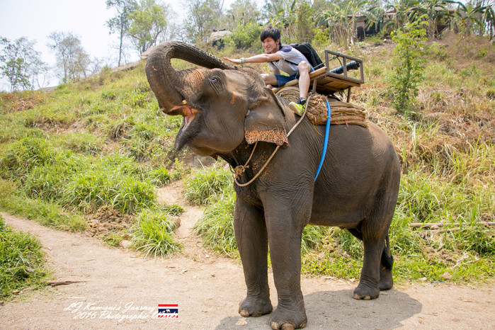 清迈佛寺之城等你采撷的泰北玫瑰,清迈环球旅行家