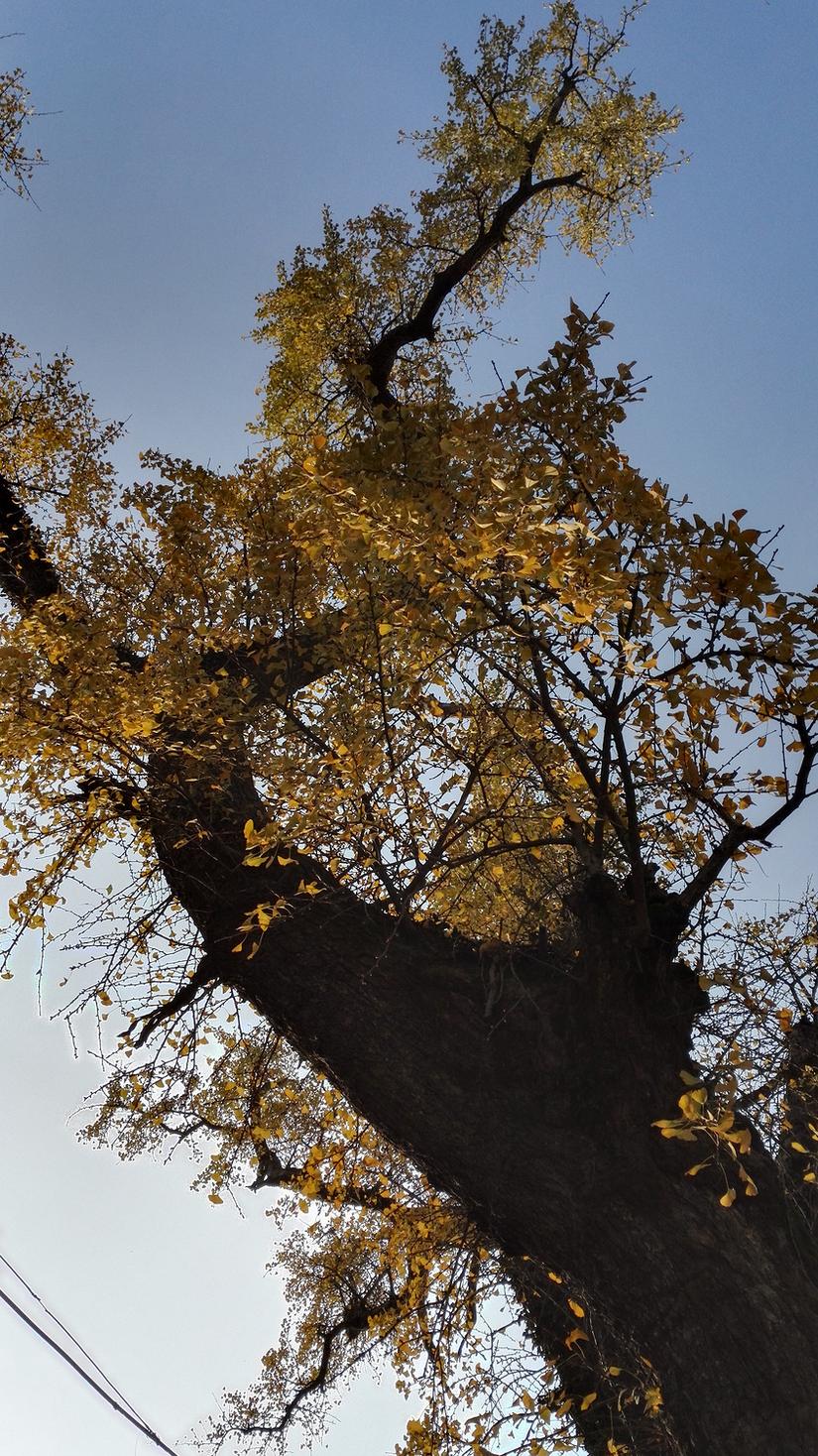 东山哪里的银杏最好看,阳山东山银杏打卡点