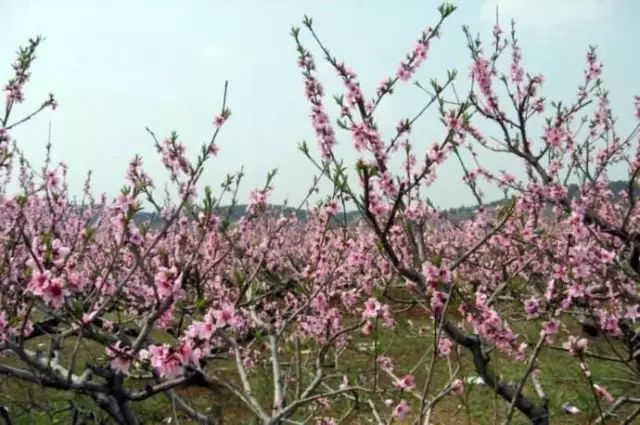 赏花蚌埠,蚌埠春季赏花