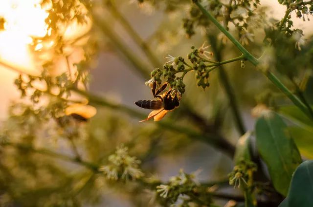 杨朔荔枝蜜阅读题,杨朔荔枝蜜在线阅读