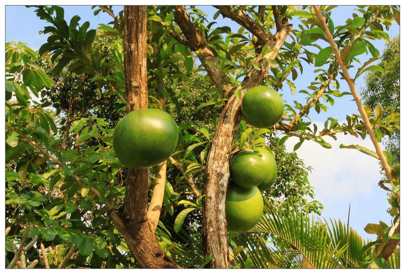 海南三亚槟榔谷的美景,三亚槟榔谷游记