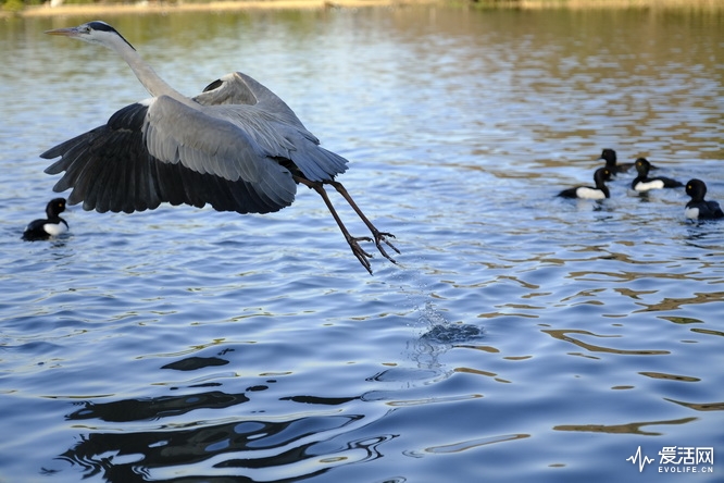 富士x-h1和xt200哪个好,富士x-h1值得购买吗