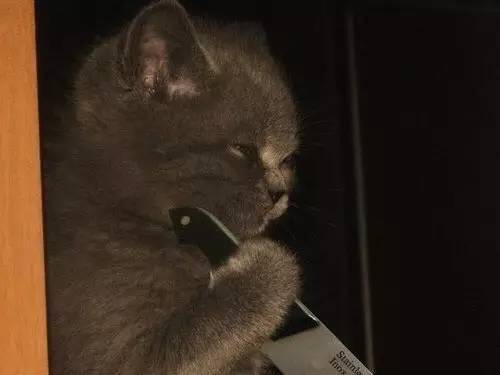 700年前的陶盘，猫认证