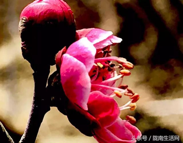 陇南梅园风景区,陇南康县梅园