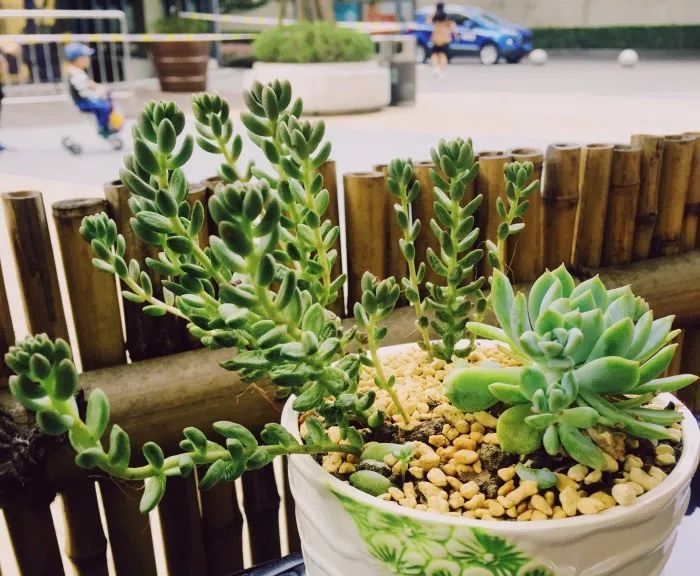 「心念初」重庆这些美到炸裂的草莓甜心，吃货看完迈不开腿！