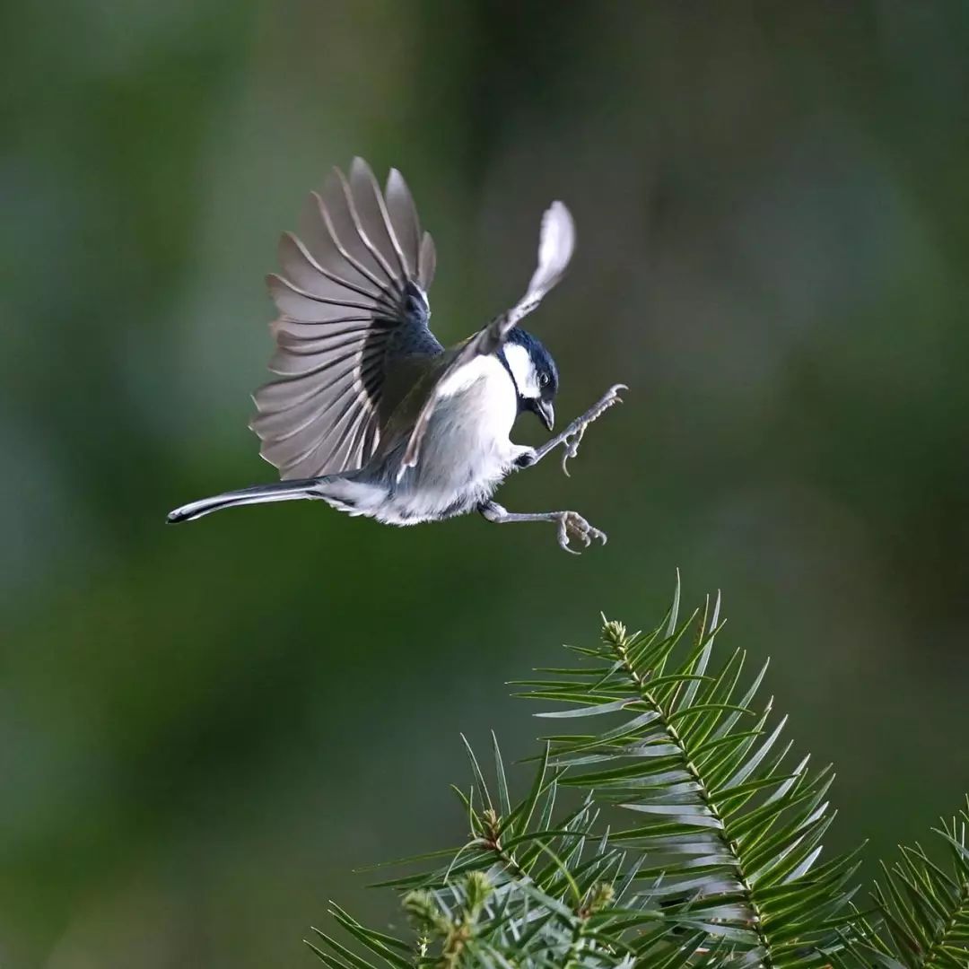 画眉、柳莺……在镇海栖息的这些“小精灵”，你都认识吗？