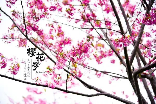 樱花梦日语,永福樱花之旅