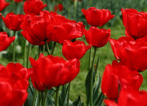 「春城秀」热烈温暖，绽放郁金之美