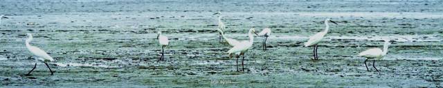 崇明一千四百年，江海梦魂妍~