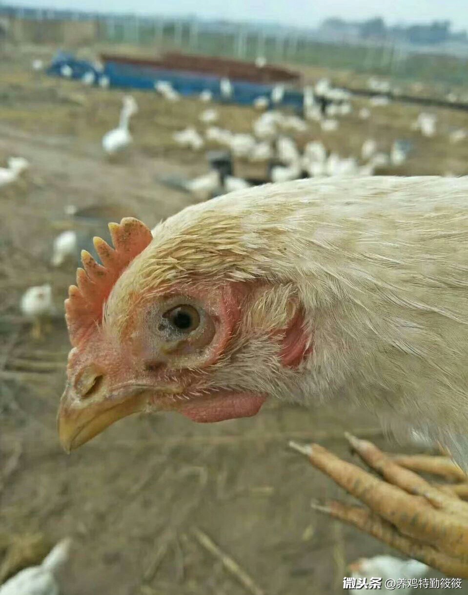 鸡眼肿用什么药膏,鸡眼是什么病怎样预防