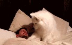 养萨摩耶日常生活,养了只萨摩耶好像不太聪明的样子