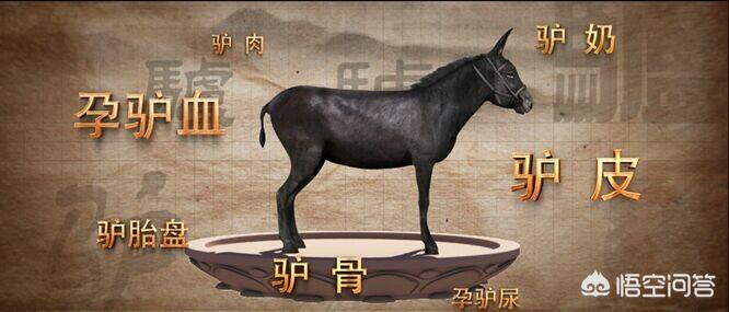 农村养驴市场前景分析,农村养驴有前景吗