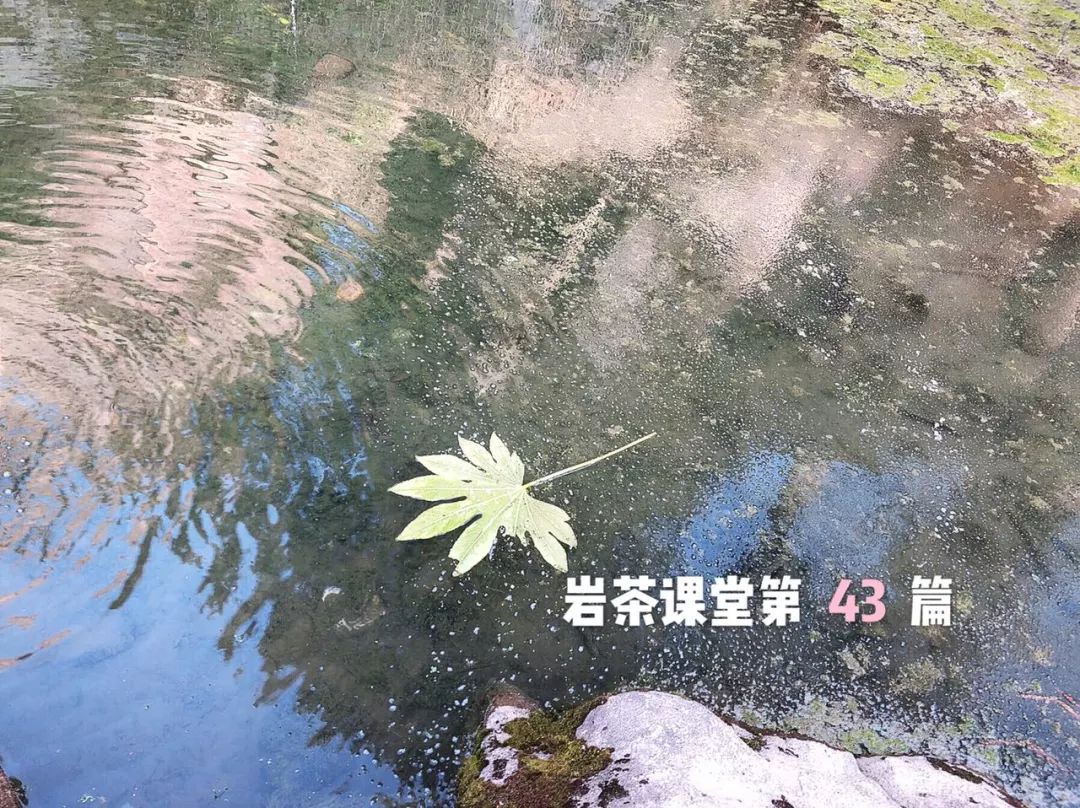 武夷岩茶的冲泡与品鉴标准,武夷岩茶评茶标准冲泡时间